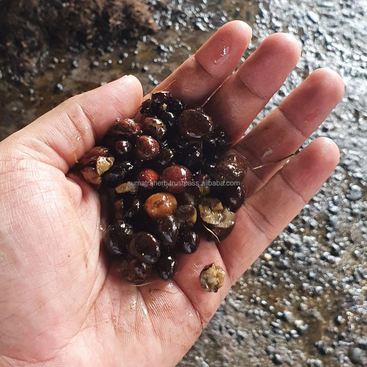  Palm Kernel Nuts Manufacturer Price Origin Indonesia