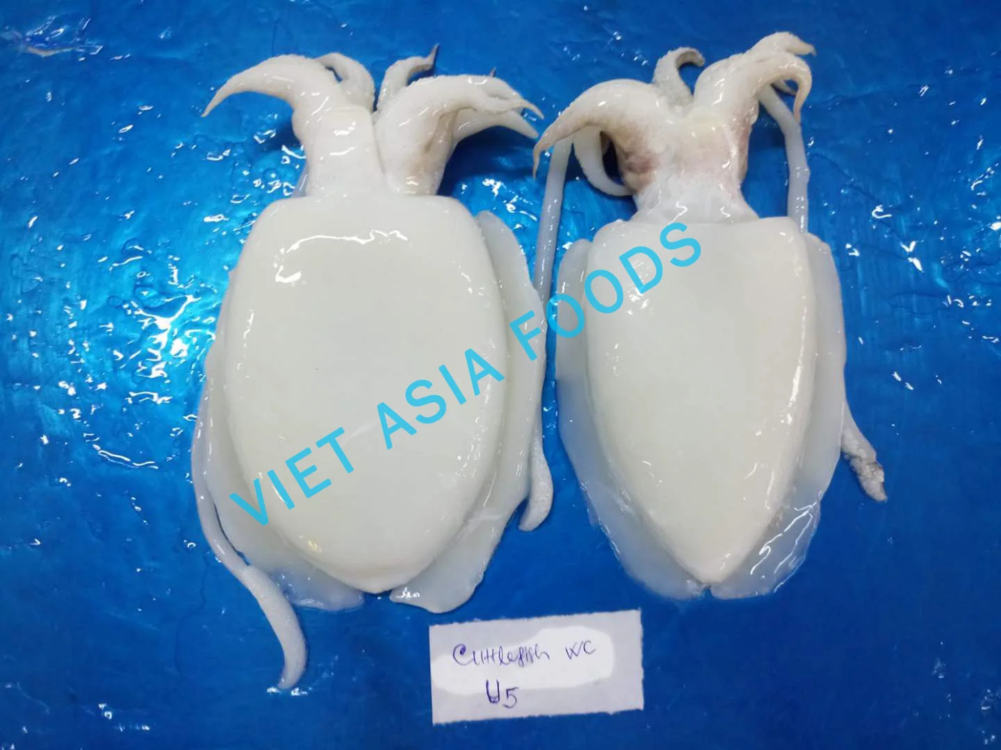 
Best Quality Frozen Cuttlefish from Vietnam 