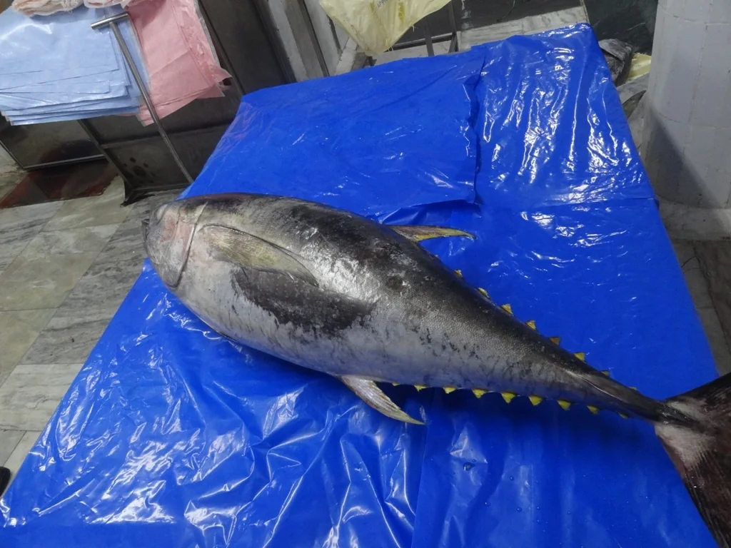 Поставка желтый тунца Замороженные 9THUNNUS albacare
