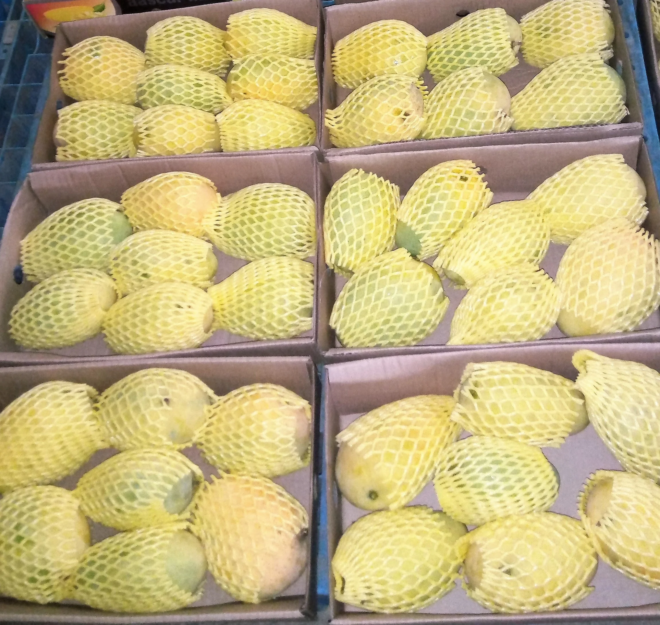 Banganapalli Mangoes for Malaysia/ Singapore and Middle East/Badami Mangoes!