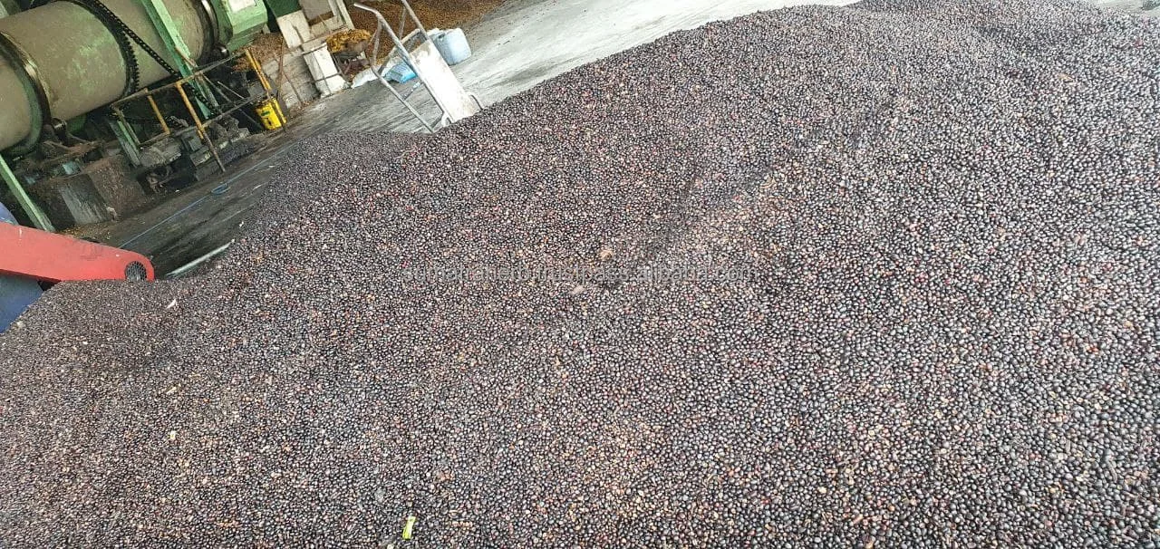  Palm Kernel Nuts Manufacturer Price Origin Indonesia