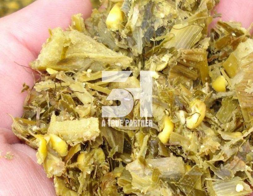 Cattle Feed Silage Corn From Vietnam With Premium Quality And Lowest Price