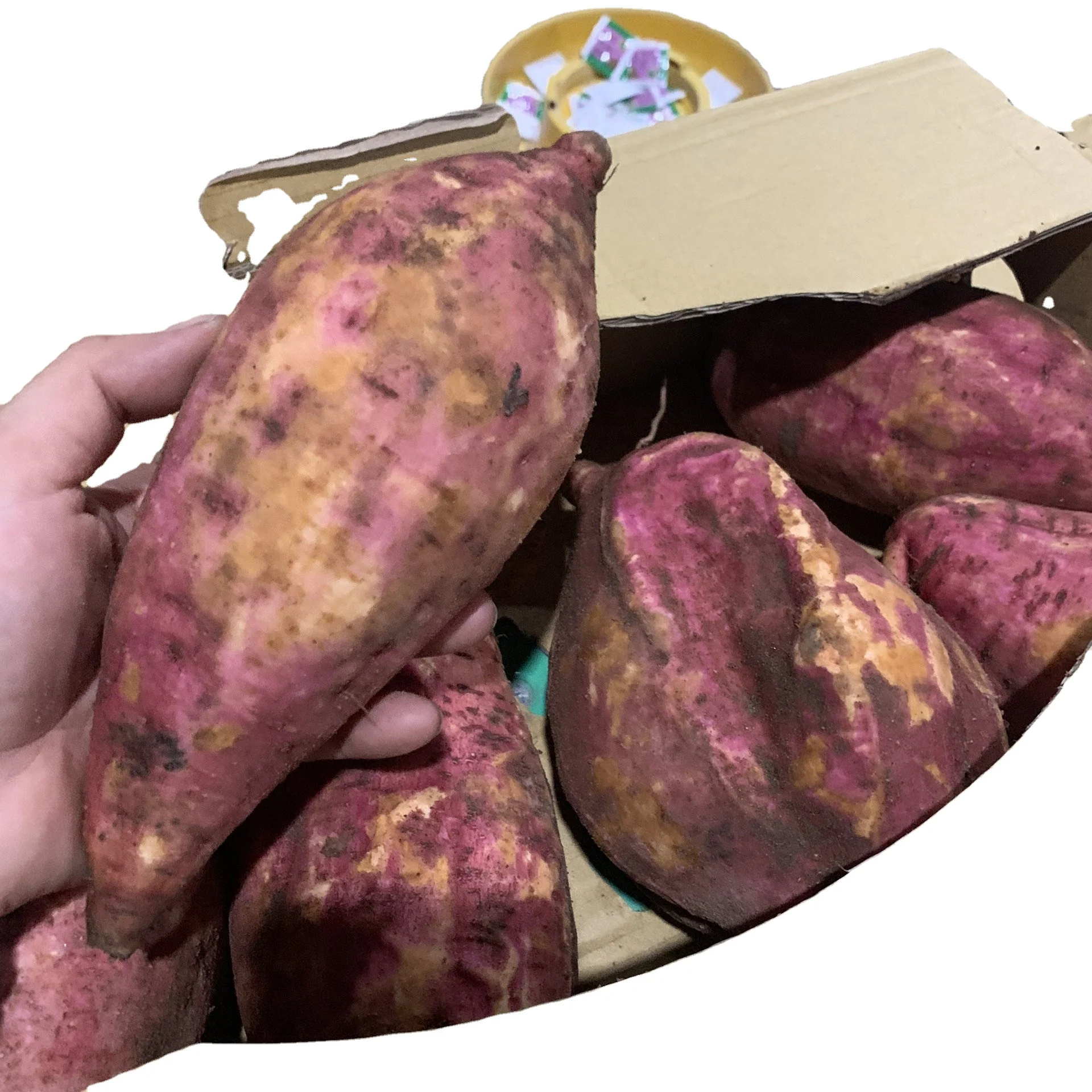 Sweet Potatoes from Vietnam with good price/ Viet Nam supplier The Sales Yam Potatoes/ the best quantity yam potatoes