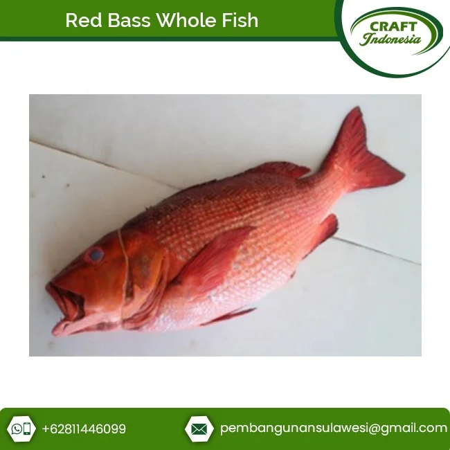 Direct Factory Supply Frozen Seafood Red Bass Fillet Fish at Great Price