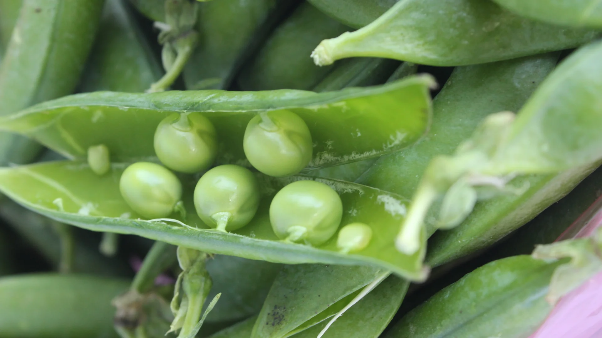 Supervisor Quality And Cheap Price Frozen Edamame From TW6 Of Vietnam Fruit Export