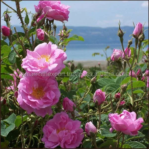 Customization Available for Rose Otto Essential Oil For Skin Problems In Private Label Packaging