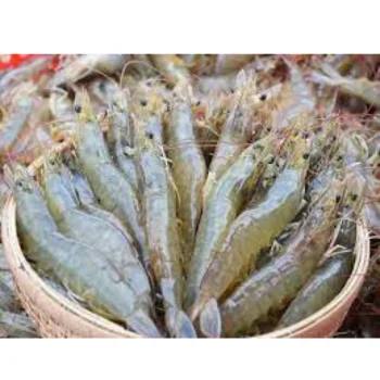 Frozen Vannamei shrimps high quality from Vietnam, vannamei peeled tail on shrimps whiteleg shrimp