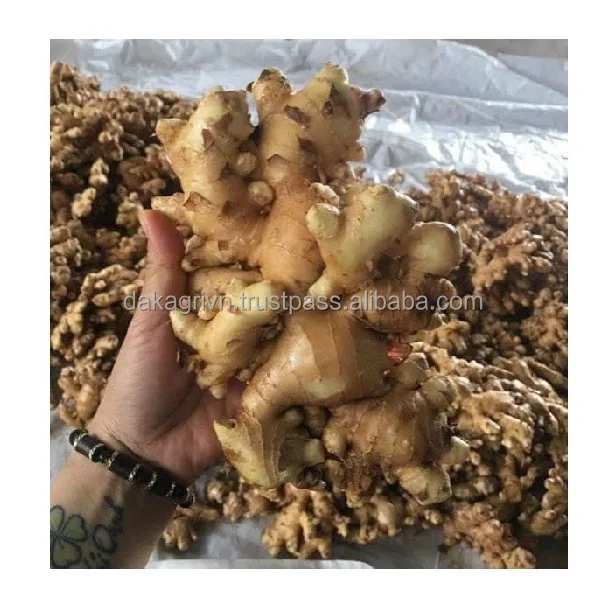 Vietnam Peeled Ginger Frozen Vegetables Cooking Ingredient High Grade Whole Vacuum Pack IQF Cleaned Old Ginger