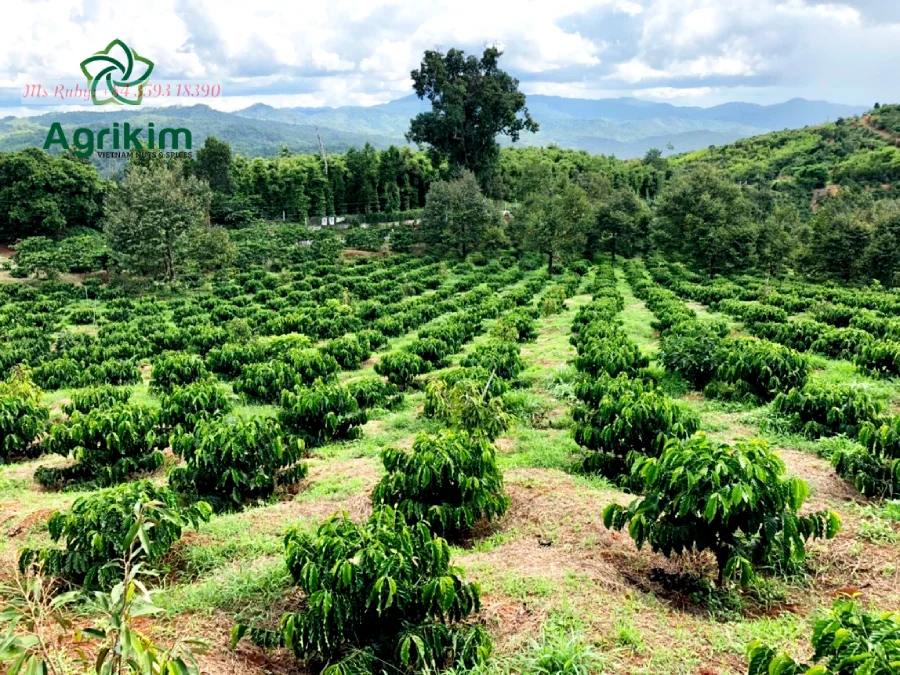 Best Price Robusta Coffee Bean from Vietnam Raw Green Coffee in Bag Packaging Directly Supplied by Mr. Henry +84 36 859 1192