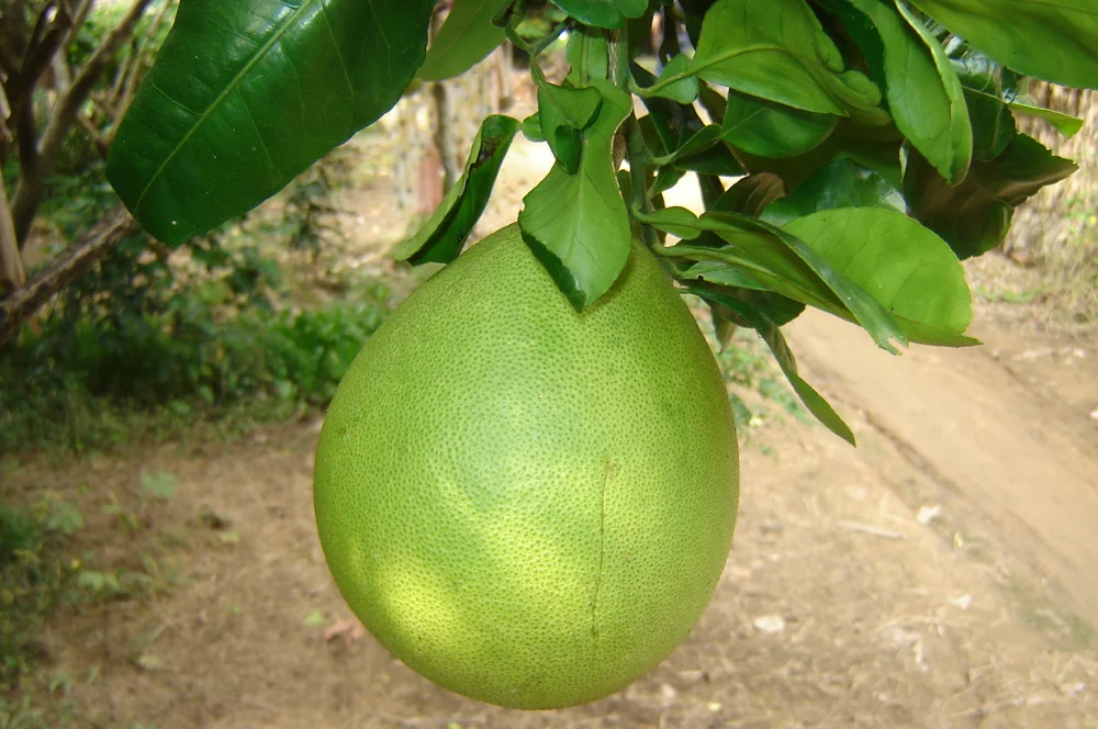 Лидер продаж помело из 2022 зеленой кожи сделано в Вьетнаме Заводская цена и премиальное качество/Nick + 84 971 640