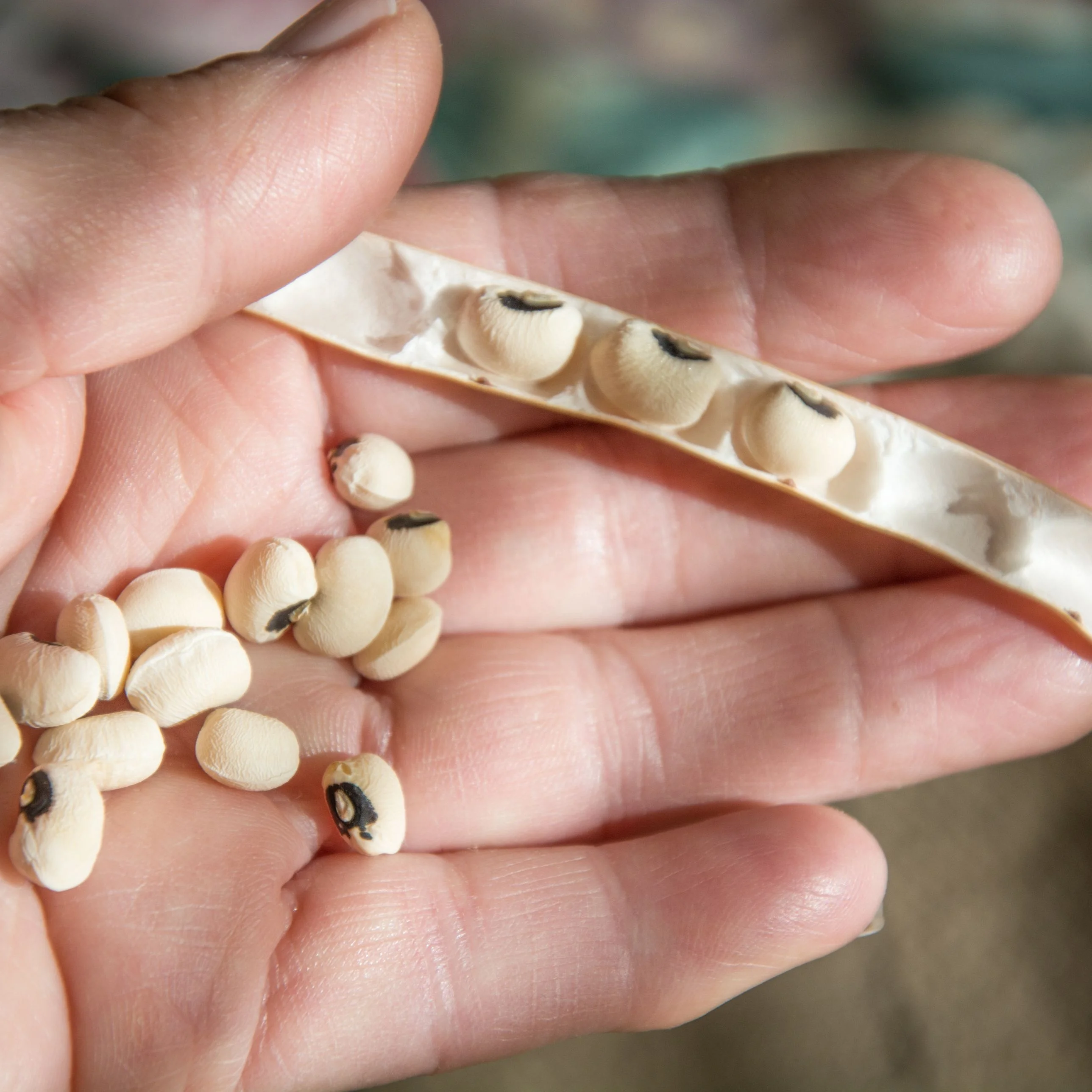 GRAIN Organic Good quality brown/black eye beans