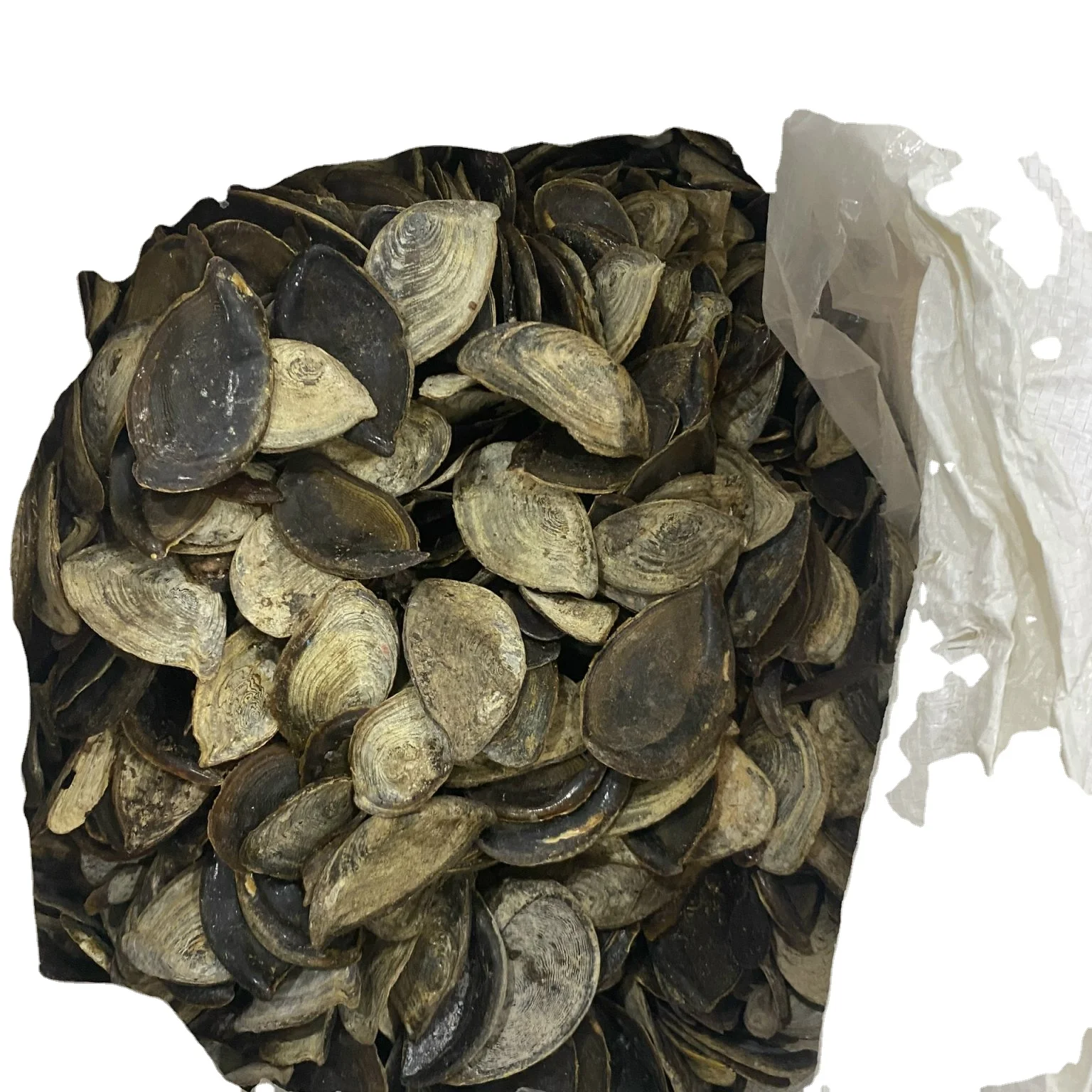 Оптовая продажа от производителя Seashell Murex Operculum дешевая цена 99 золотых данных