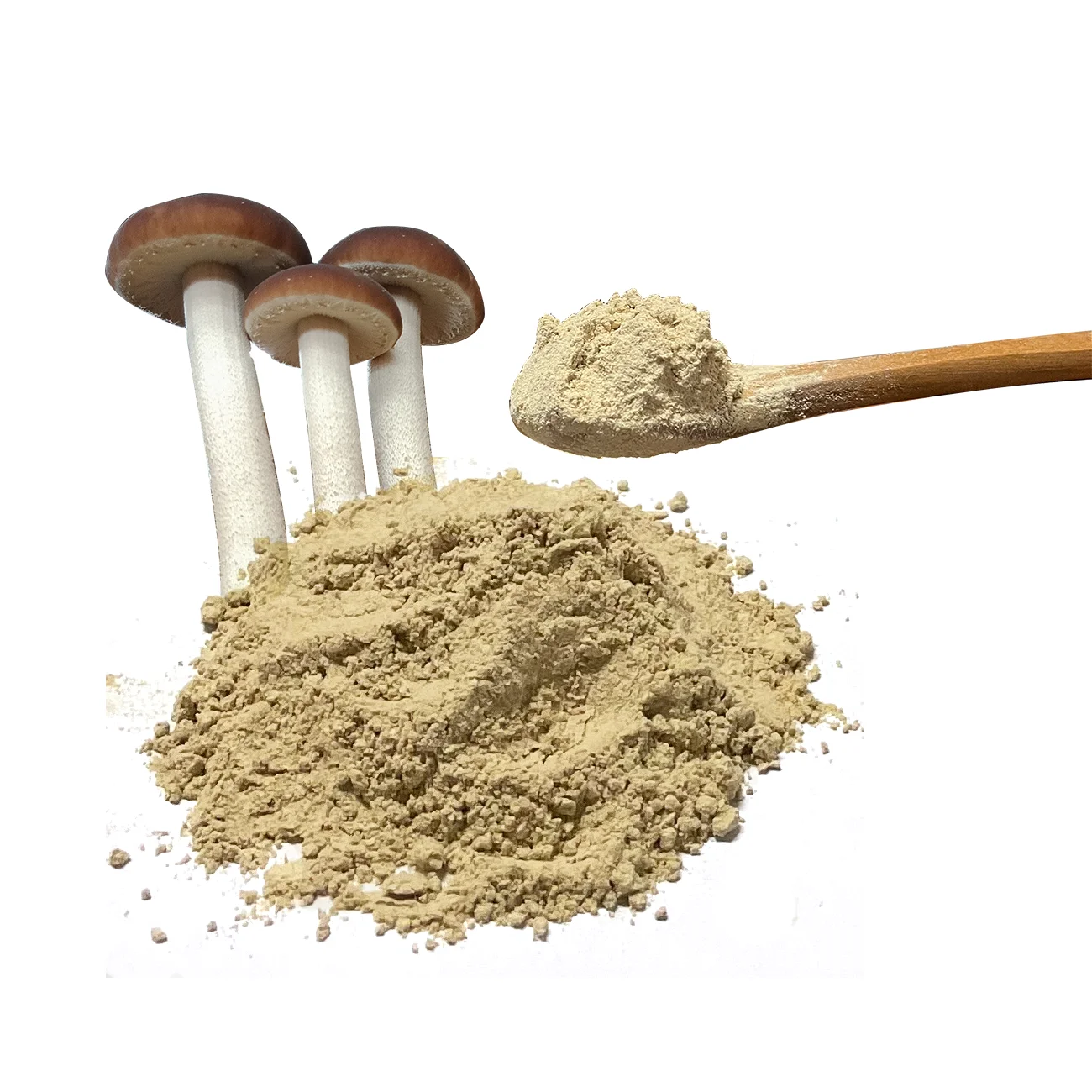 Tea mushroom extract best price shitake mushroom powder