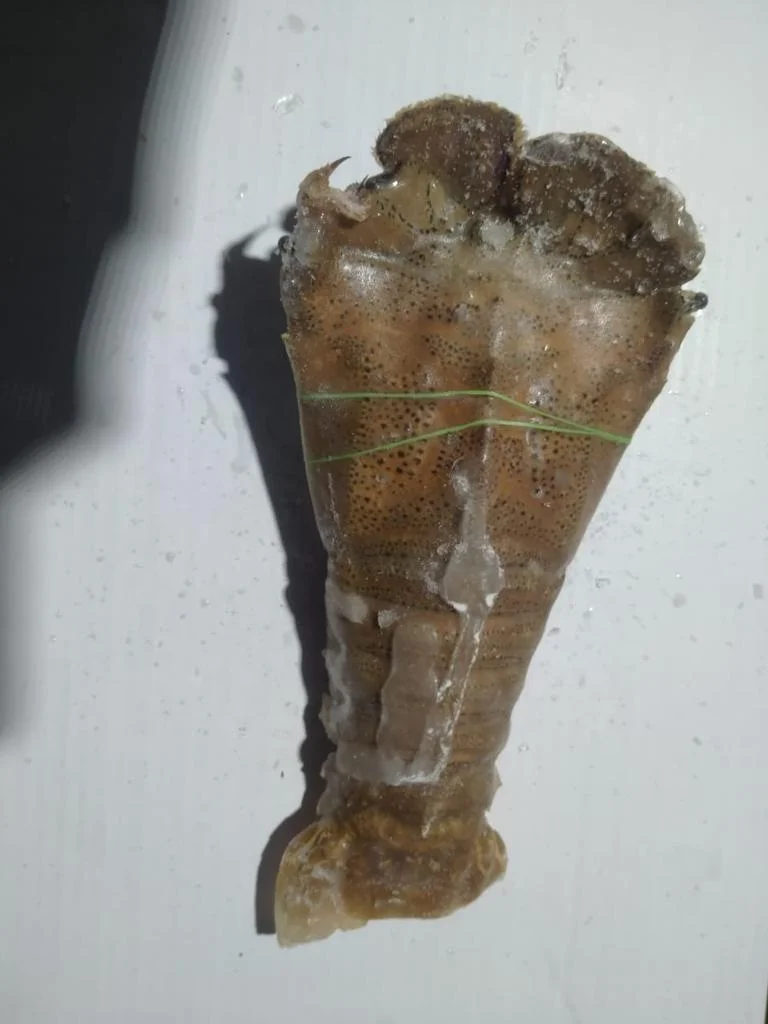 TOP QUALITY FROZEN SAND LOBSTER FROM INDIA