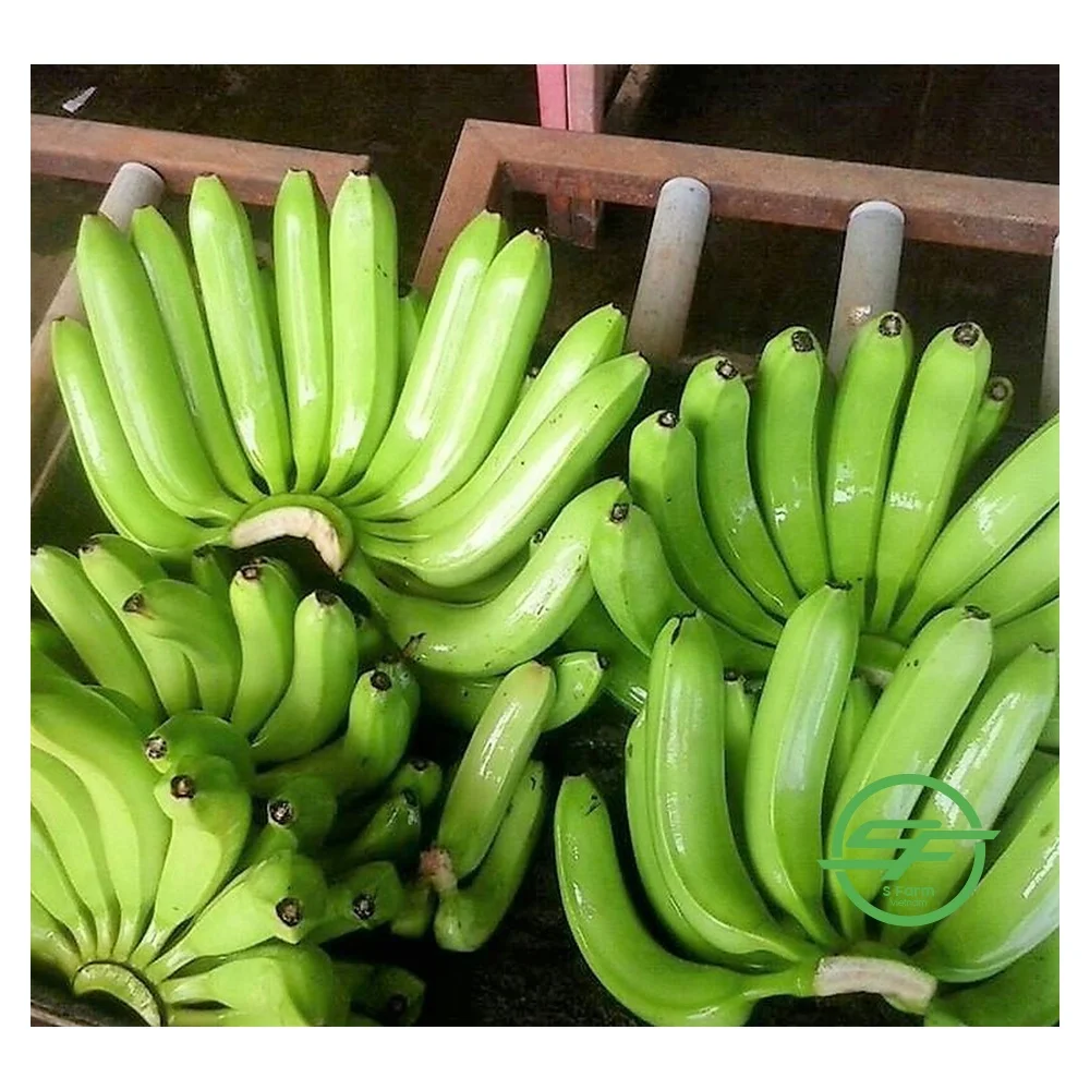Упаковочные коробки новая цена 2021 свежий банан Cavendish из Вьетнама