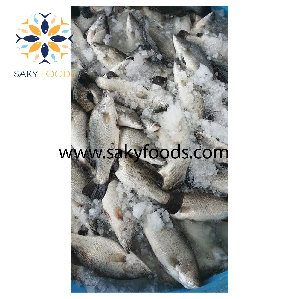 high quality barramundi fish