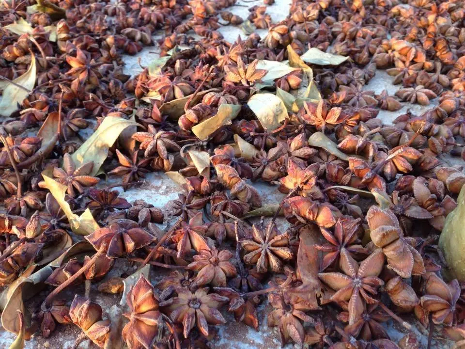 Autumn Star Anise From Vietnam, Factory Wholesale Customized Spices Dried Star Anise Star Aniseeds 2022