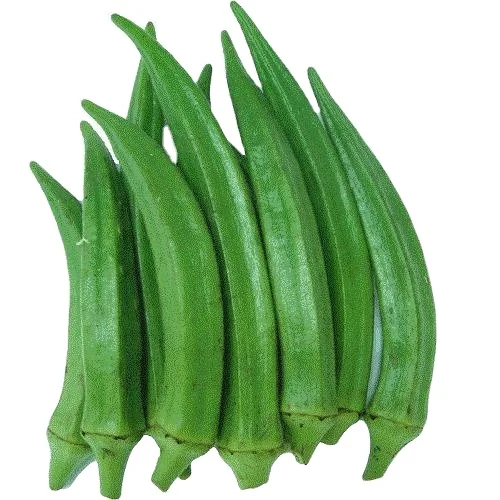 High quality fresh Organic Ladies finger fresh vegetables from India at factory price