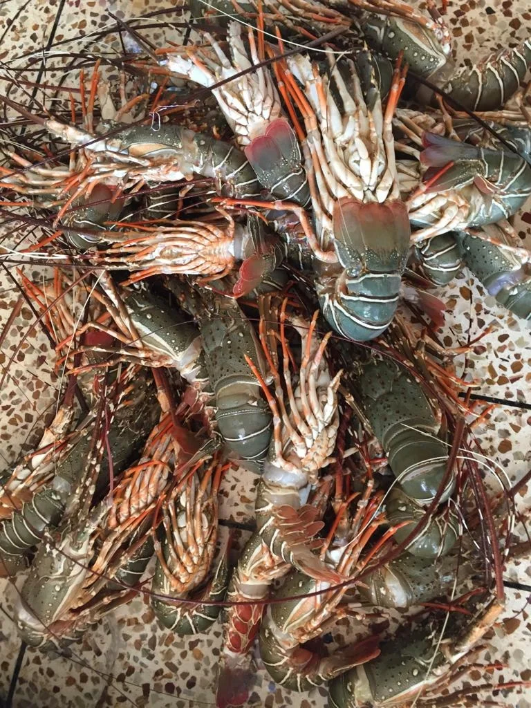Lobster Whole Chilled Best Quality Master Seafood Product Country of Origin Bangladesh 100gm to 1000gm  Packing 10 KG per MC