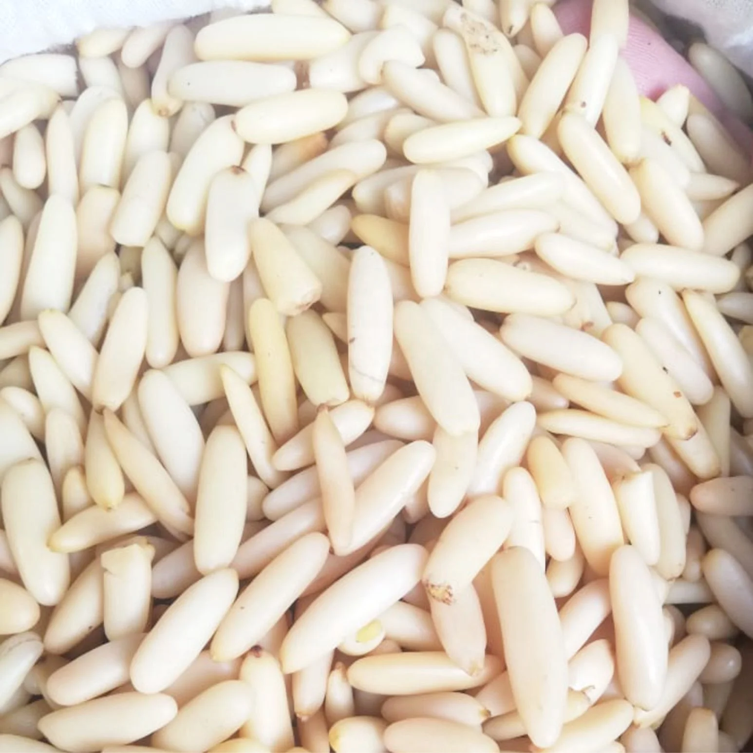 High Quality Pine Nut Kernels