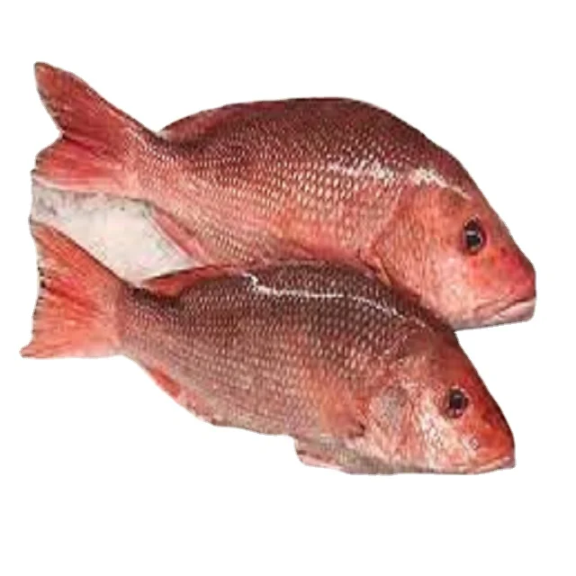 FROZEN  RED SNAPPER WHOLE /GILLED/GUTTED FOR SALE  AT PREMIUM QUALITY FISH EXPORTER OF INDIA