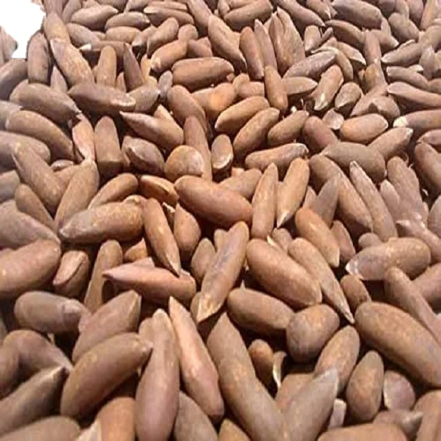 Fresh Organic Himalayan Pine Nuts Chilgoza with Soft Shell 100% Natural & Wild bulk wholesale prices customized packing