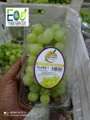 New season 2022 of fresh green grapes without seedlings for the new year ready for export from Egypt