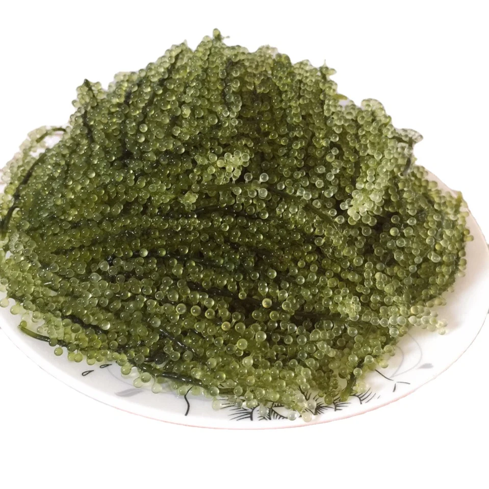 
Sea Grape/ Seaweed Sea Grape/Dehydrate sea weed 