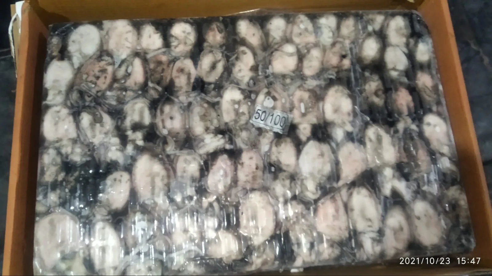 FROZEN CUTTLEFISH WHOLE BQF