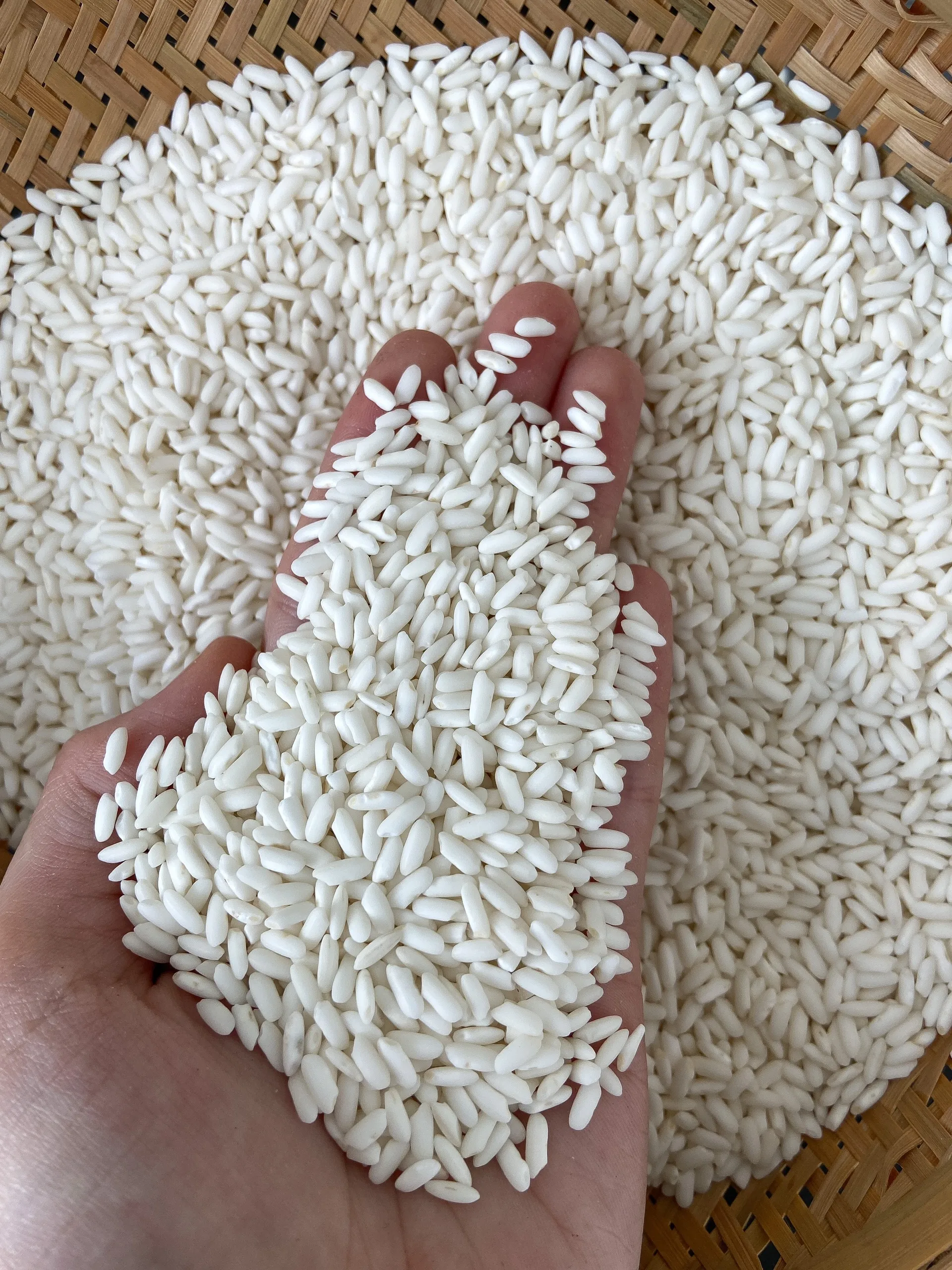 Long An Rice Young Sticky Rice / Glutinous Rice 10% Broken Price Vietnam Glutinous Rice  - ANNA DO W/A +84982153058