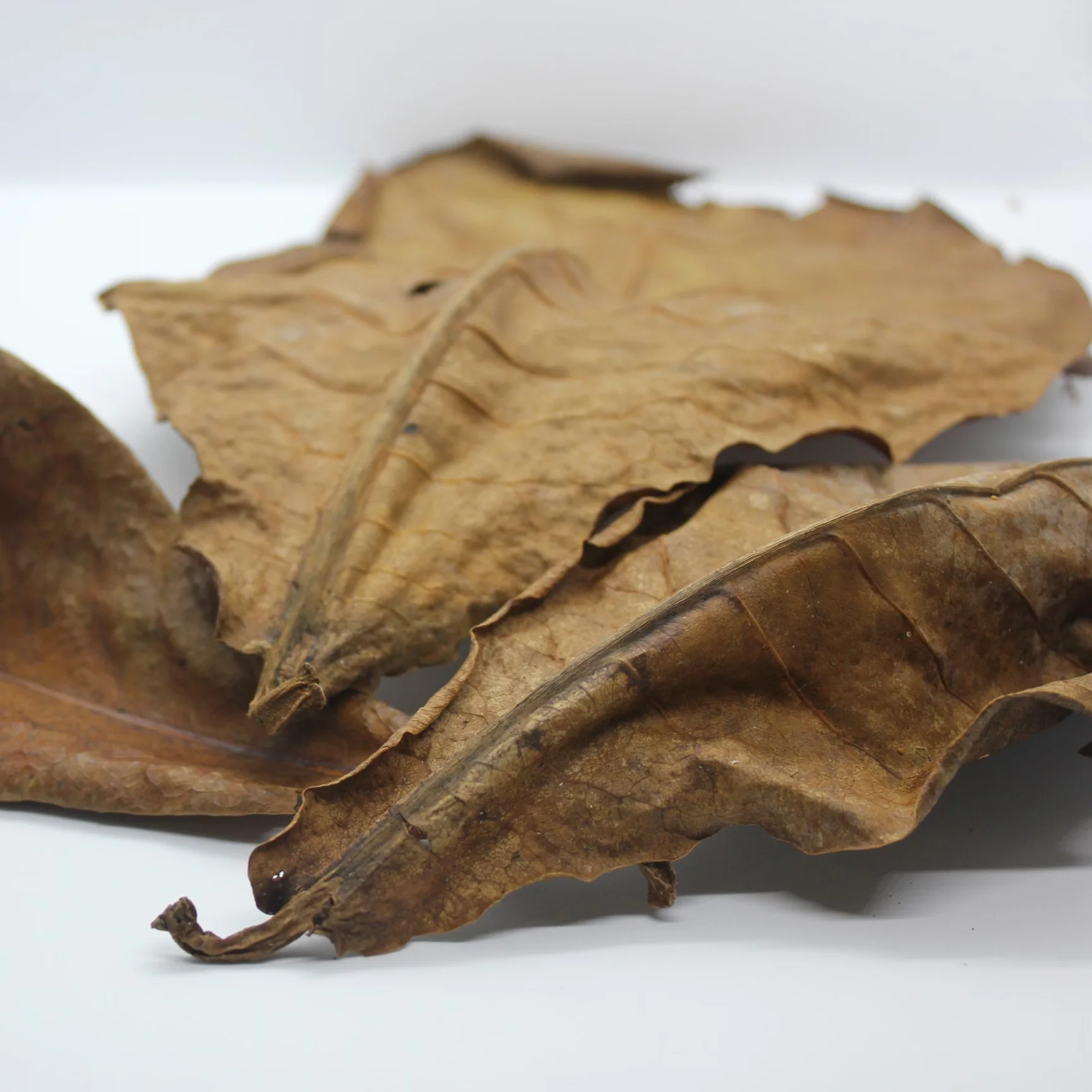 Fast Selling Almond Leaves Aquarium & Accessories for Tropical Fishes  Cichlid Malaysia Aquarium Tank Filter Catappa leaves