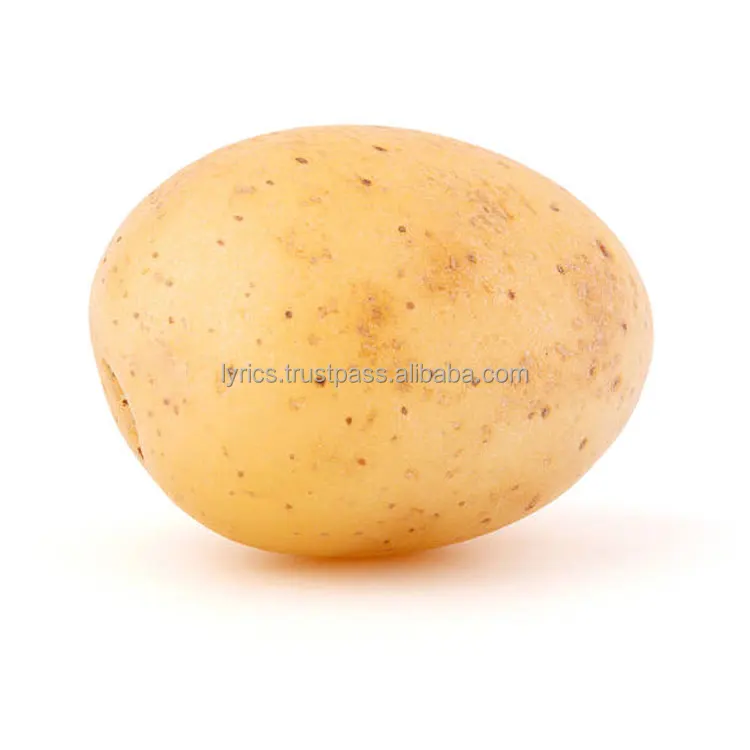 Hot Sale New Crop Fresh Holland Potato