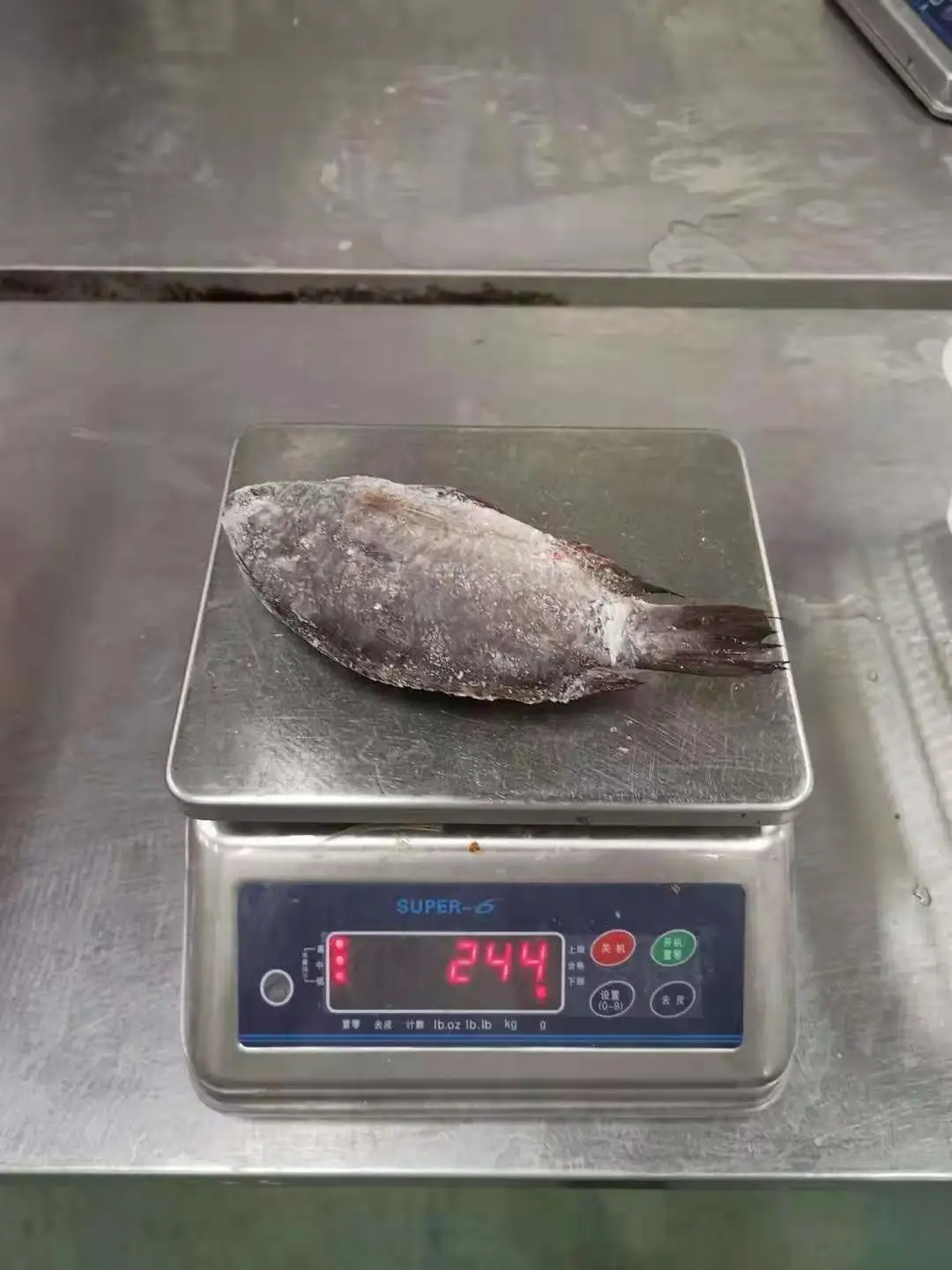 Frozen Fish Fresh Tilapia Supplier Block Bulk Style Packaging Package Weight Lbs Shelf Origin Latin Type TILAPIA WHOLE ROUND