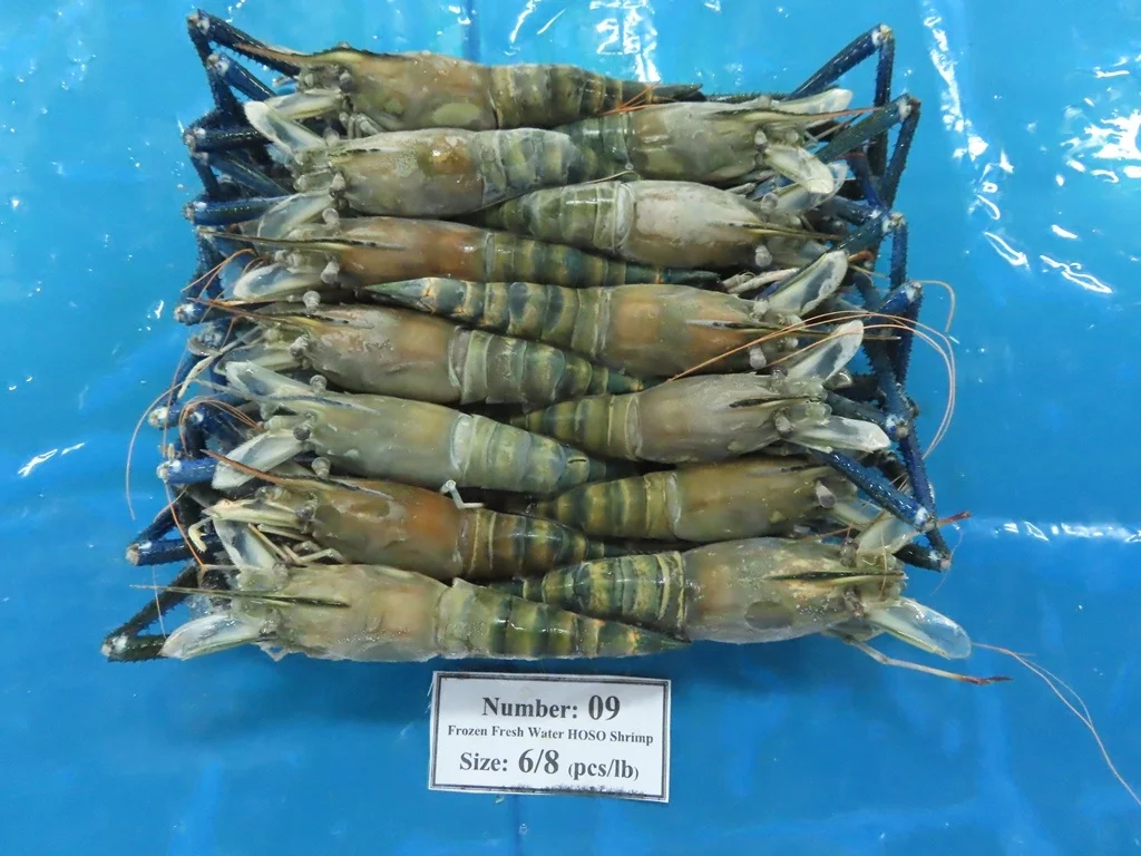 High quality Wholesale Raw HOSO Freshwater Shrimp Shell On made in Vietnam Fresh Seafood ready to ship