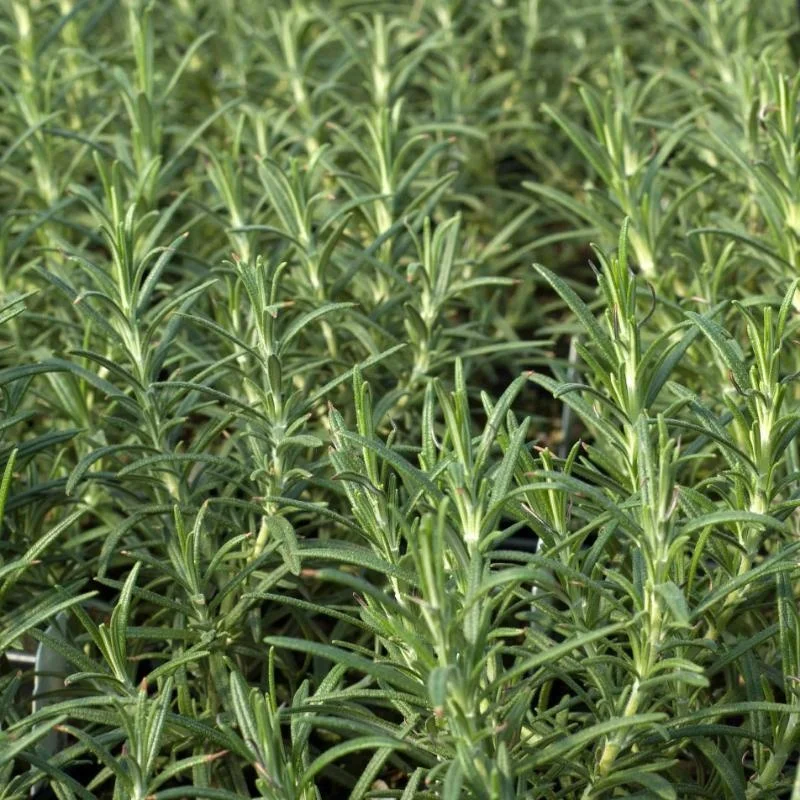  Оптовая продажа натуральные травы розмарина органический чай сушеные листья