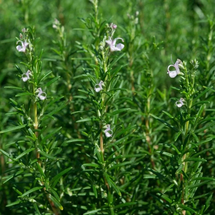  Оптовая продажа натуральные травы розмарина органический чай сушеные листья