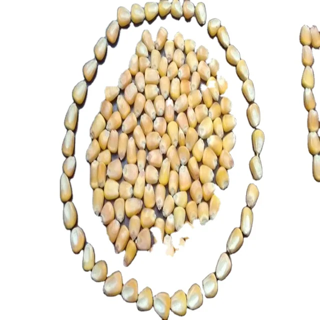 Super quality Yellow corn for animal feed available for export