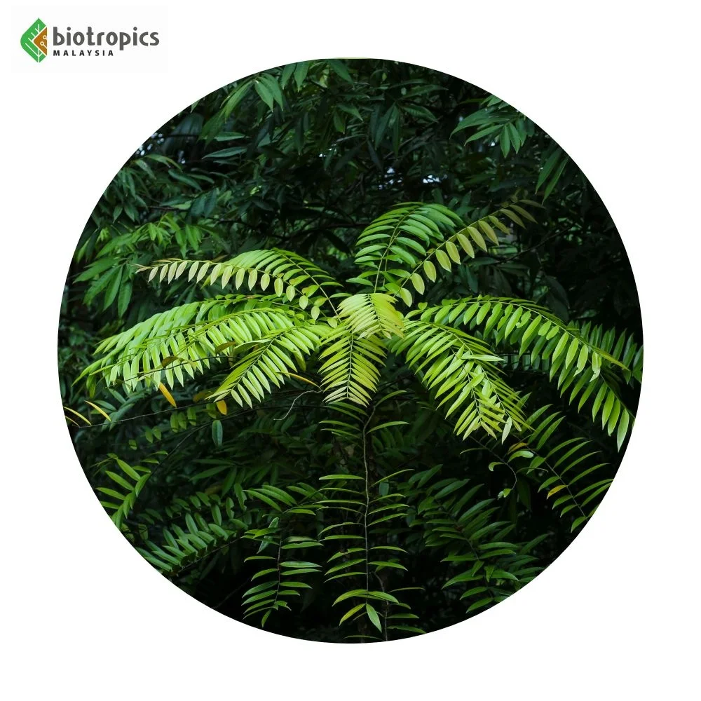 New Arrival Malaysia Tongkat Ali Root Extract Powder PG5 as a Natural Energy Enhancer