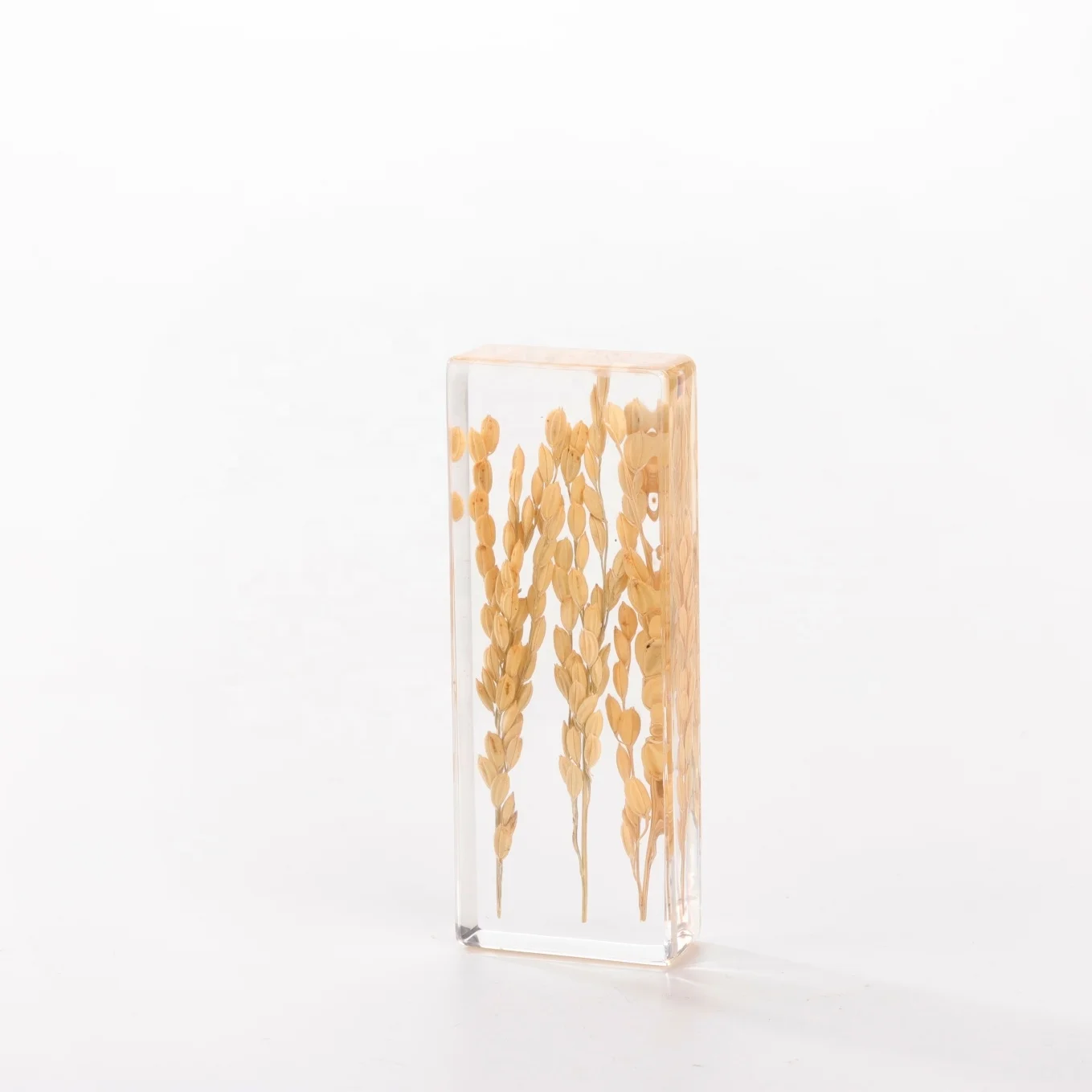 Transparent Gifts And Crafts Acrylic Plant Specimen plants seeds Resin Crafts for Souvenir Gifts Resin Craft Rice Germination