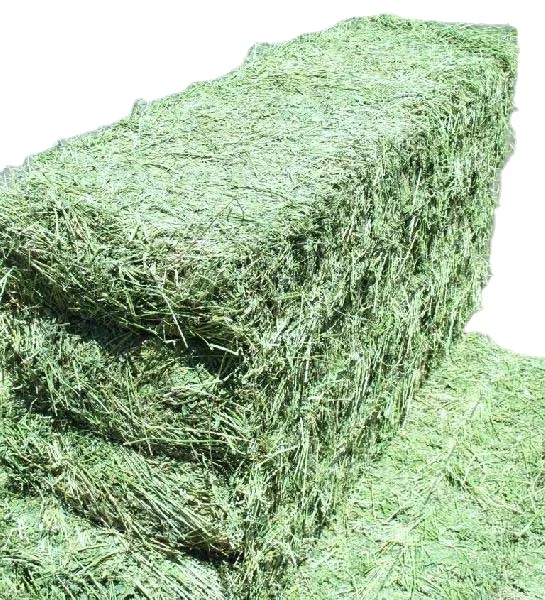 Alfalfa Hay / Timothy Alfalfa Hay / Rhode Hay Premium from USA best price