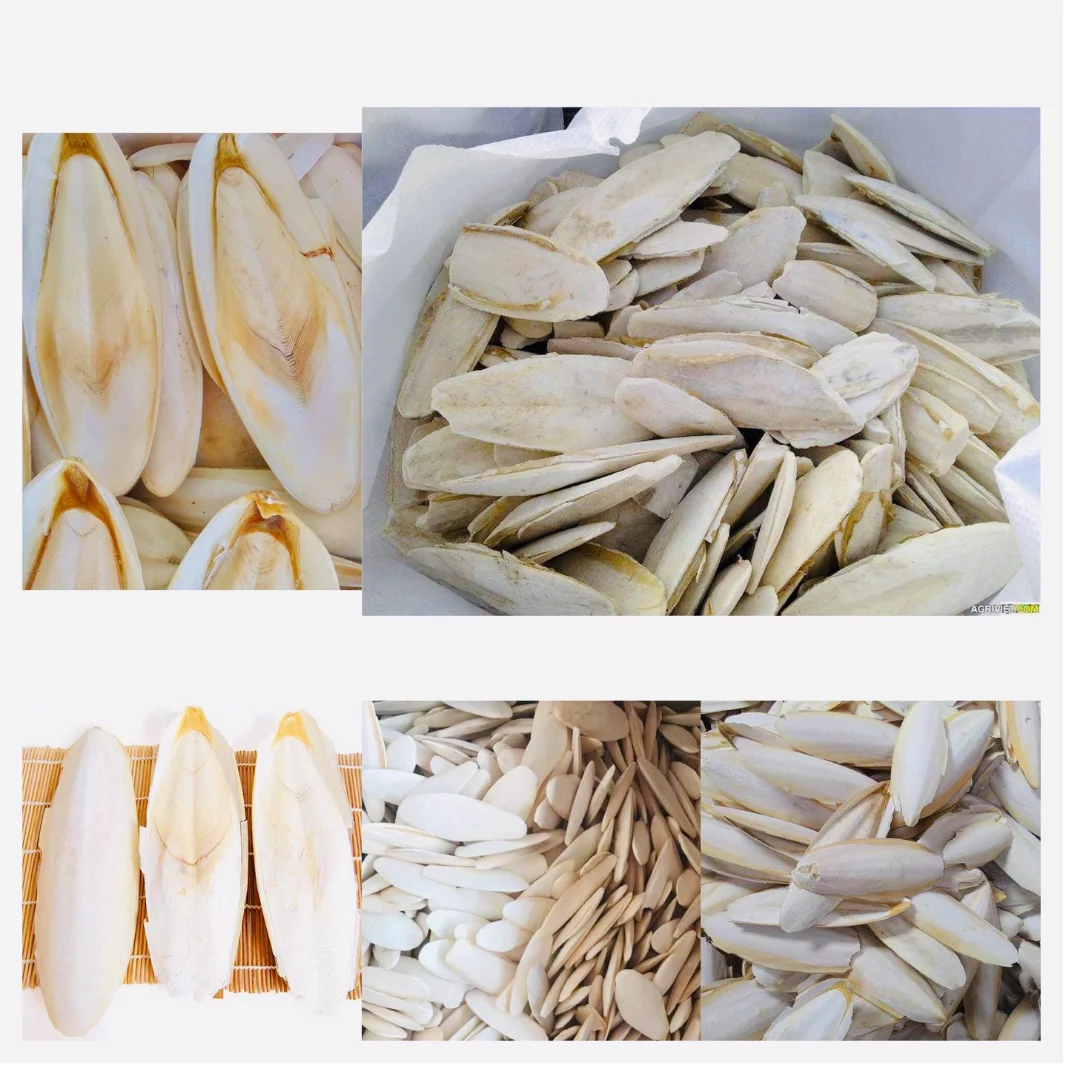 CUTTLEFISH BONE SMALL 100% NATURAL AND BEST QUALITY FROM VIETNAM FOR EXPORT/BEST PRICE FOR SALE IN HOANGLINH SG Kimy+84938616690