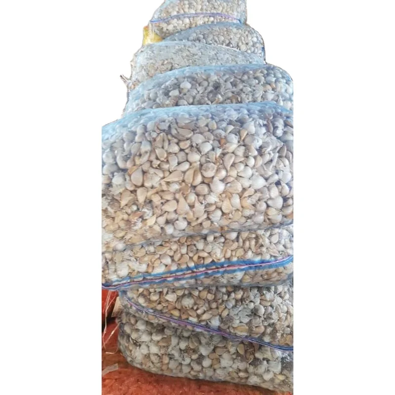 Top quality available  for Elephant Garlic