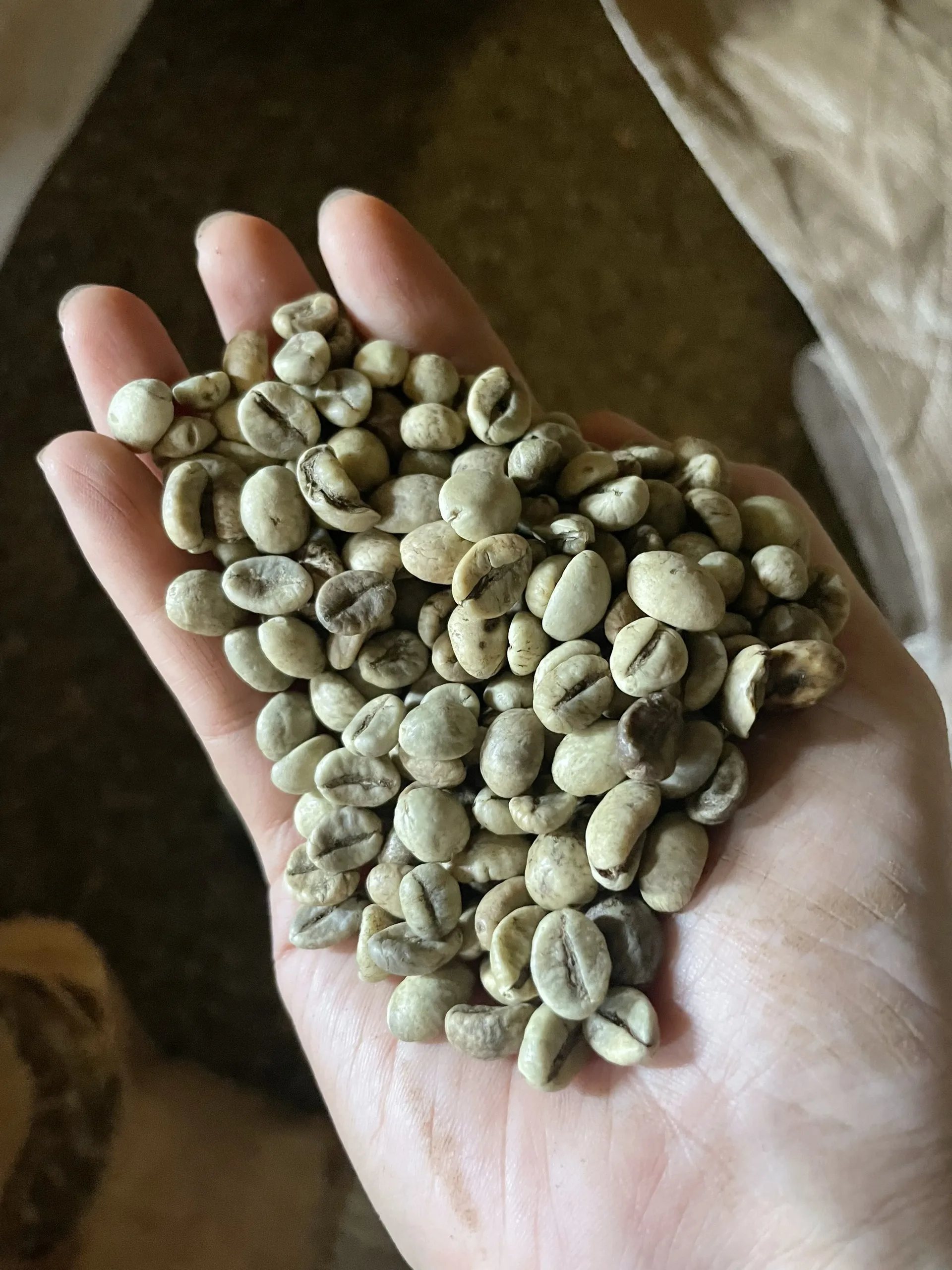 Top Selling Vietnam Green Coffee Beans All Screens Robusta Raw Coffee Beans Competitive Price