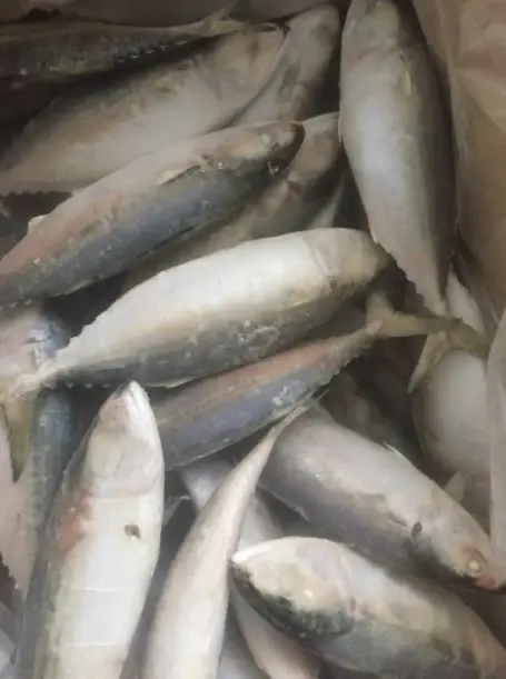 High Quality Halal Frozen Chicken/Feet/Paws Best 100% Purity Frozen Processed Chicken Feet From Pakistan