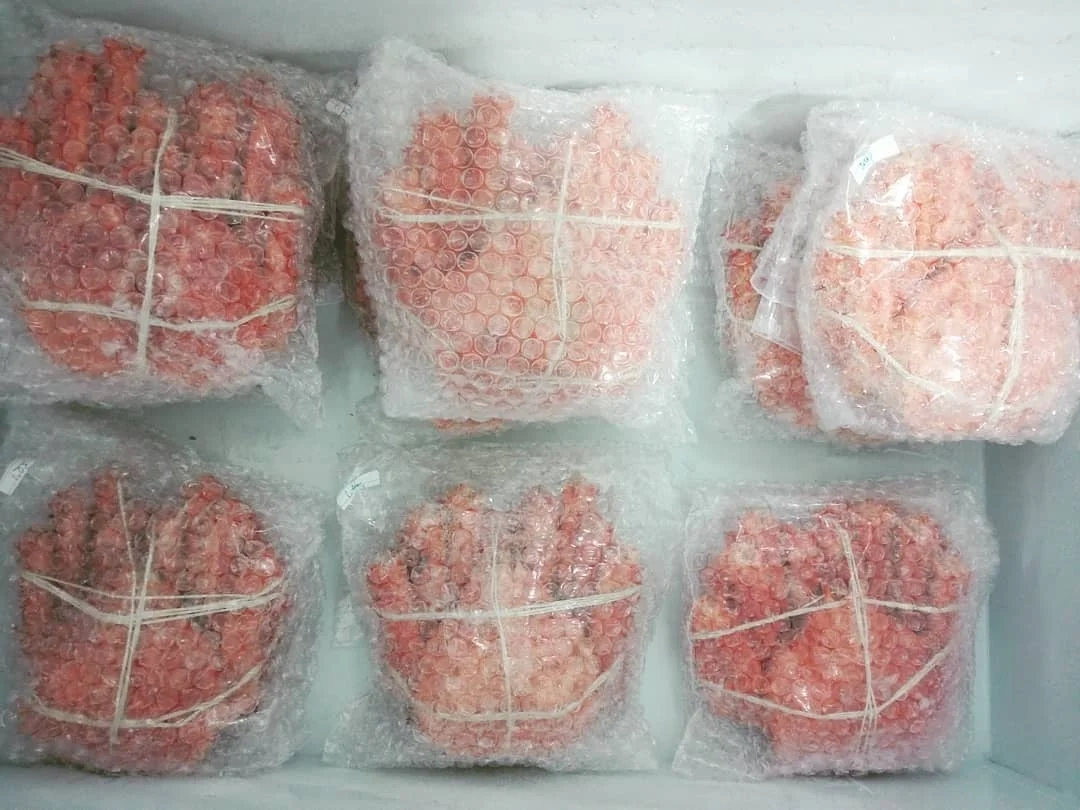 Live Canadian Red King Crabs