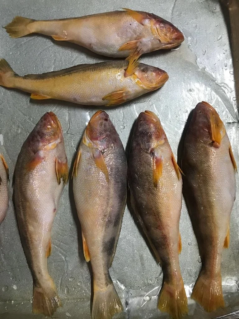 CHEAP FACTORY PRICE INDIAN SUPPLY TT CROCKER SEAFOOD