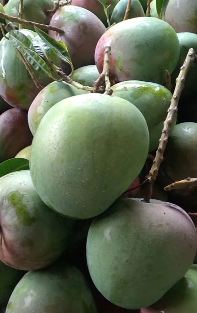 Natural Fruit Fresh Mango High Quality Vietnam Fresh Fruit Mango Delicious Taste Wholesale Suppliers