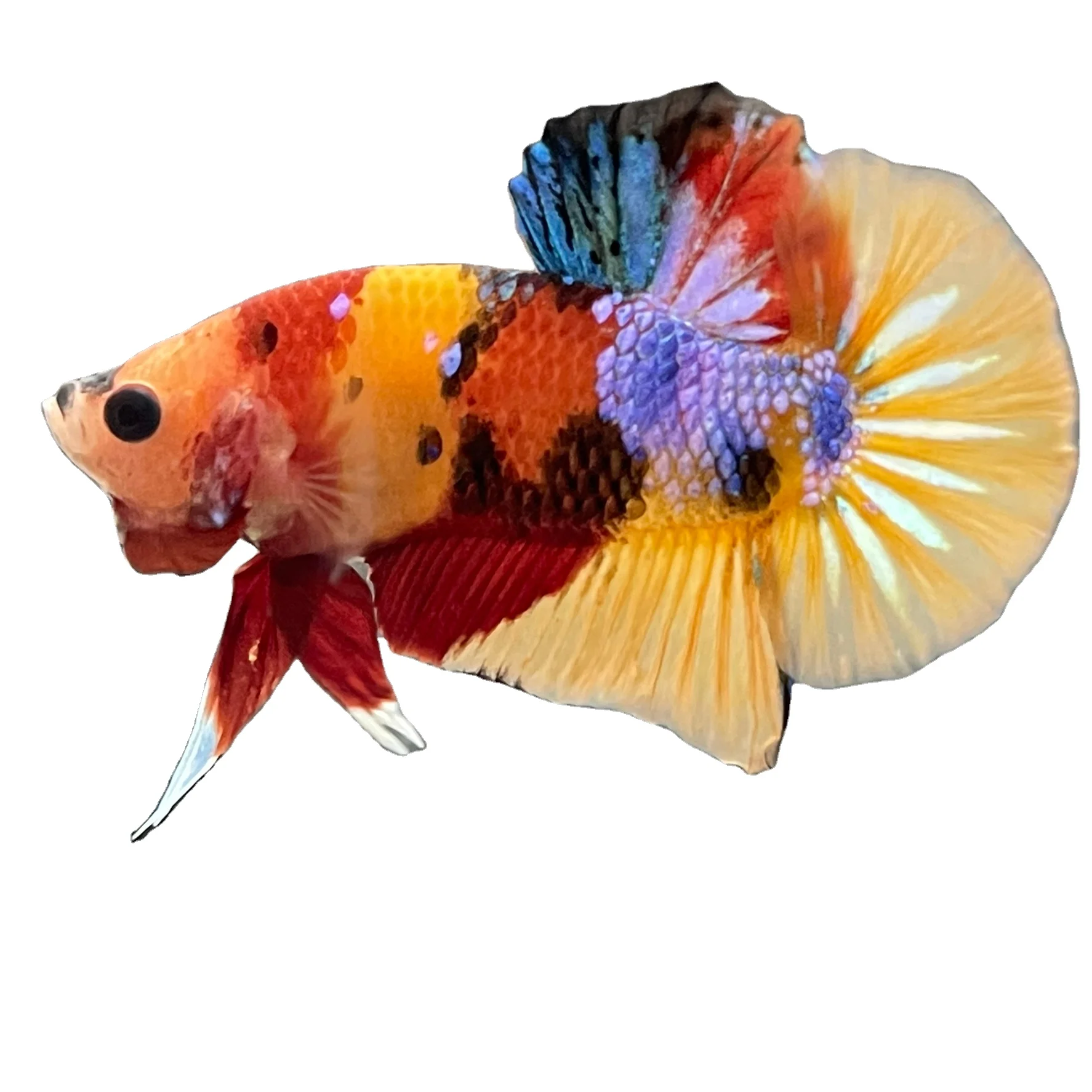 HMPK YELLOW NEMO BETTA FISH - Multicolor Thailand Betta Fish Premium Quality Plakat Siamese Fighting Fish Ornamental Aquariums