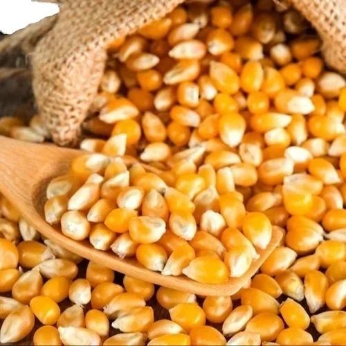 Лучшее качество горячая Распродажа Желтая Кукуруза для корма животных доступна на экспорт