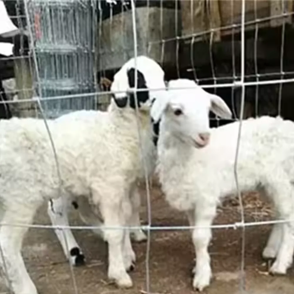 mesh customizable modern design galvanized chicken wire with Diamond Hook Chain Link Fence Construction Real Estate